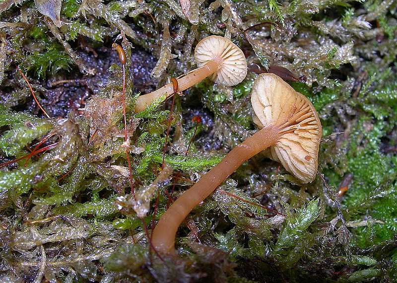 Specie 2006 :   Galerina uncialis        (Britzelm.)  Khner